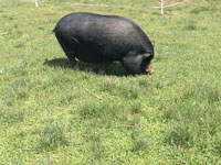 Pig on pasture