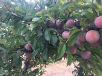 plums on the tree