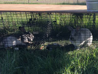 Rabbits on pasture